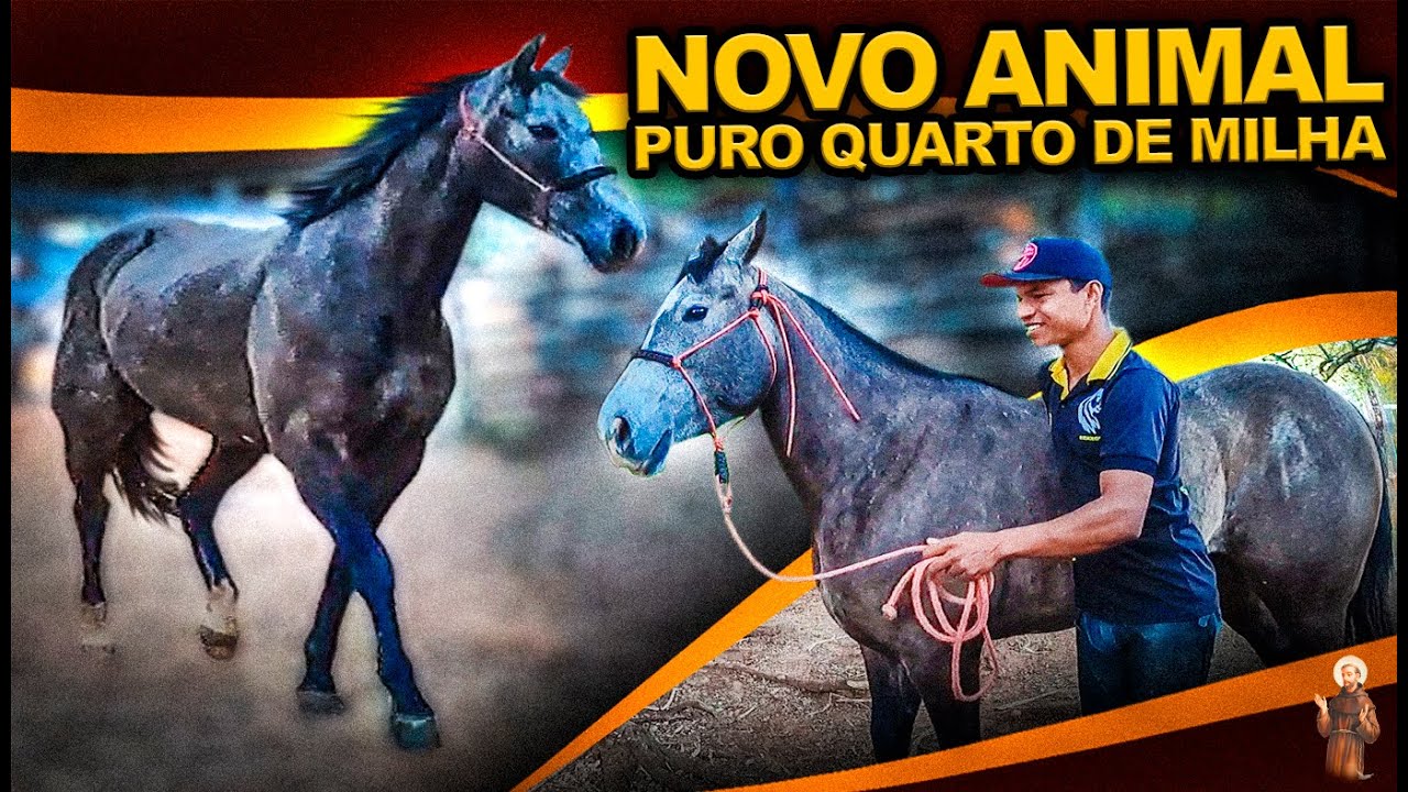 NOVO CAVALO Puro Quarto De Milha YouTube novo-cavalo-puro-quarto-de-milha-youtube