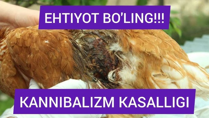 Seks rus opa aka Kichkina qiz bilan jinsiy aloqa ni onlayn tomosha qiling