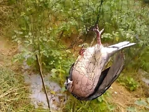 Menjaring tekukur /balam/dekukur - YouTube
