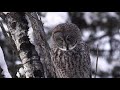 How Great Gray Owls hunt—CLINTON'S CRITTERS