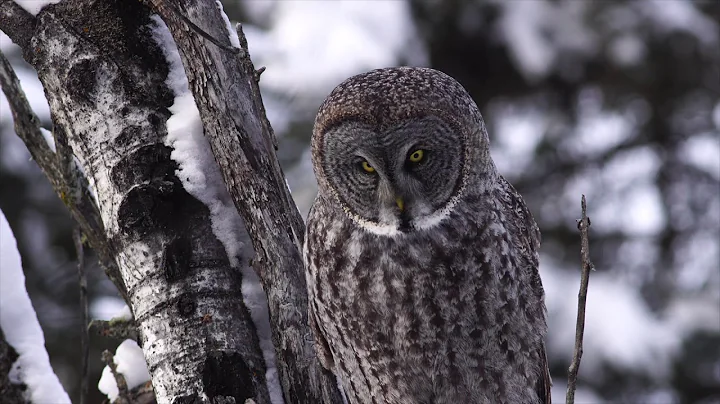 How Great Gray Owls huntCLINTON'S CRITTERS