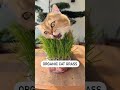 ORGANIC CAT ЁЯШ GRASS FUNNY CAT VIDEO редред Catlovers Cat Catvideos ORGANIC CAT ЁЯШ GRASS FUNNY CAT VIDEO редред Catlovers Cat Catvideos