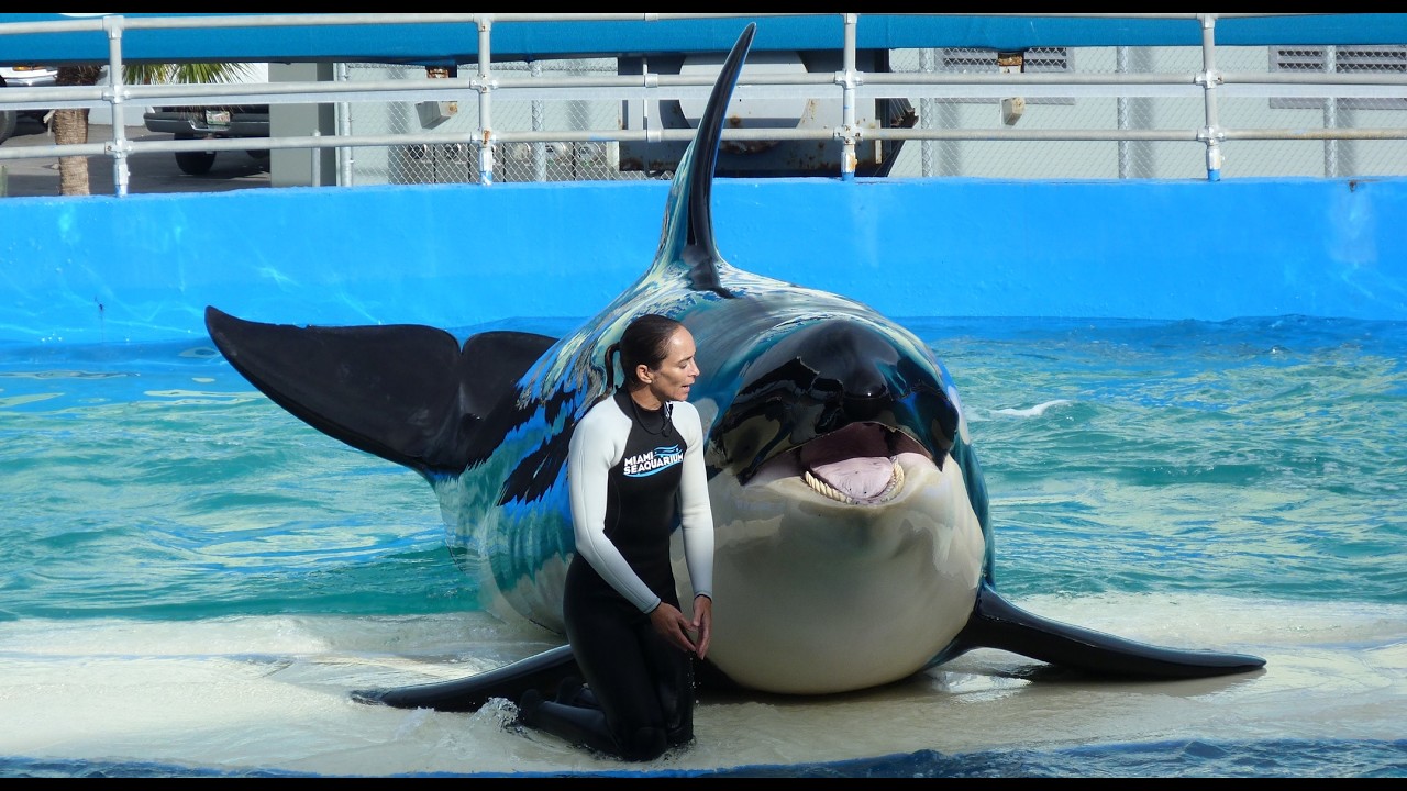Kosatka v Miami