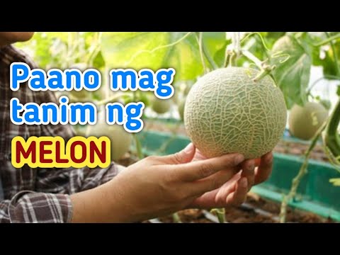 Video: Paano magtanim ng melon