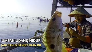 Umpan udang hidup !! ikan ini tak sanggup menahan godaannya || mancing dasaran