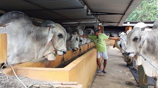 THE BIGGEST ONGOLE COW CAGE IN INDONESIA