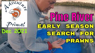 Pine River - Early Season Search for PRAWNS Dec2021