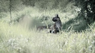 Harimau Jawa belum punah?full video