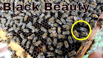 🔵Making a Summer Split