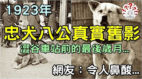 1923年“忠犬八公”真实旧影，憨厚守信忠犬八公，涩谷车站前的最后岁月...(历史万花镜) - 天天要闻