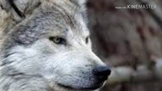 Wolf slideshow!
