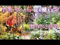 【3変革】春庭作りは今が肝!春の為に変えた庭仕事|冬庭を華やかにする花|ルドベキアリトルヘンリー株分け|ガーデニング