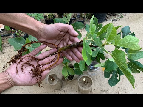 فيديو: دليل العناية بشجرة التين - كيف ومتى تزرع أشجار التين