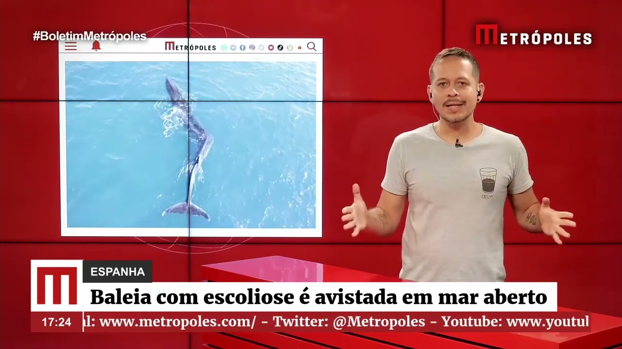 Baleia com escoliose é encontrada na costa da Espanha | Boletim Metrópoles 2º