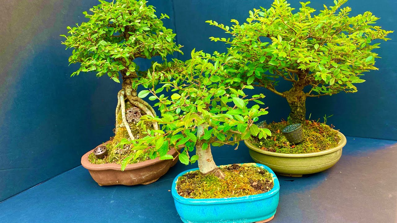 Summer Trimming Chinese Elm Bonsai YouTube