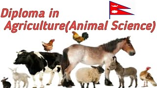 Diploma in Agriculture(Animal science) in Nepal.Eligibility/college/Fee/Scope/salary.RKM Education