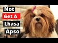 8 Reasons You Shouldn't Own a Lhasa Apso の動画、YouTube動画。