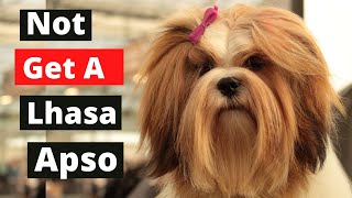 8 Reasons You Shouldn't Own a Lhasa Apso
