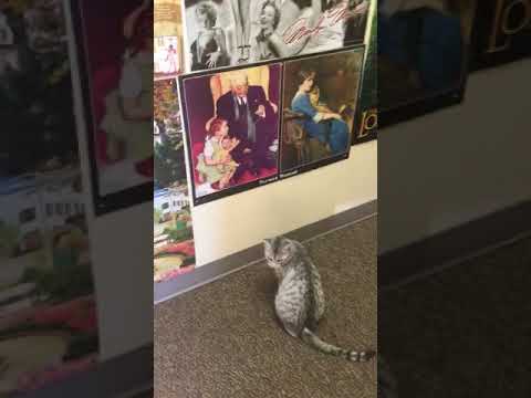 Tesh grey cat digs in white box falls off table