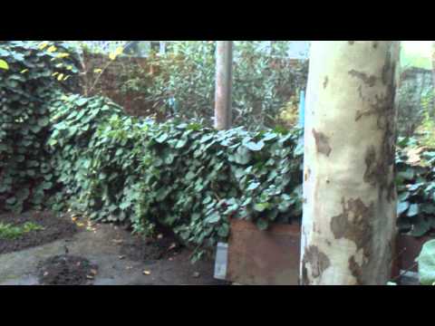 small garden-მცირე ბაღი