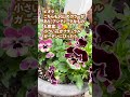 #shorts 【冬に花いっぱいの庭】寒い冬に咲く花を紹介 #flowers #マザーガーデン #diy