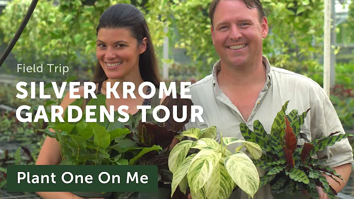 Silver Krome Greenhouse Tour: Aroids, Prayer Plants, and More!  Ep 166