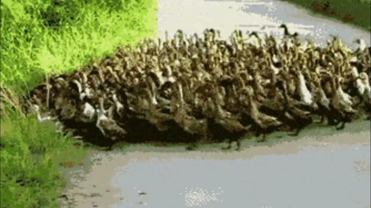 Duck Sound duckling in the pond duck quackDuck YouTube