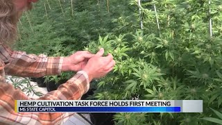 Mississippi task force considers the risks and benefits 'hemp'