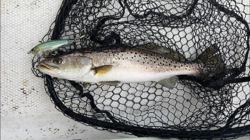 Scouting Fall patterns for migrating Speckled Trout