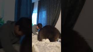 Szop najlepszym przyjacielem człowieka #shorts #funnyanimals #racoon