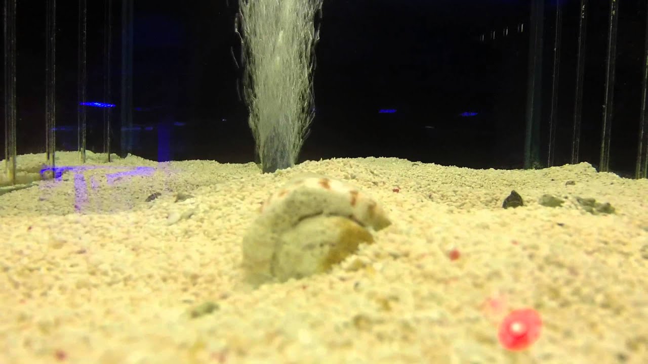 Bristleworms maybe eating your snails!