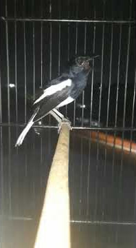 kacer tembakan ciblek gunung