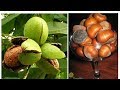 Зимостойкие сорта орехов: фундук Крупноплодный и грецкий орех Саратовский идеал