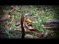 Battle of Reptile, King Cobra Duel Melawan Biawak Raksasa  | TRANS7 OFFICIAL GLOBAL