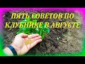 ПЯТЬ советов по садовой землянике в АВГУСТЕ для большого урожая. Что делать с клубникой в августе.