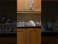 Scottish Fold Cat Is Confused By Kitchen Sink