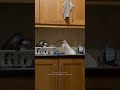 Scottish Fold Cat Is Confused By Kitchen Sink