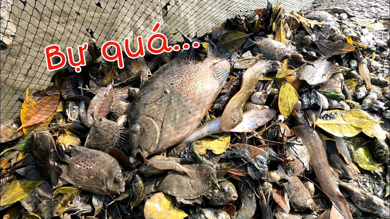 Vàm Đăng Tôm nhiều hơn Cá may mắn được con cá to | GĐCG #1008