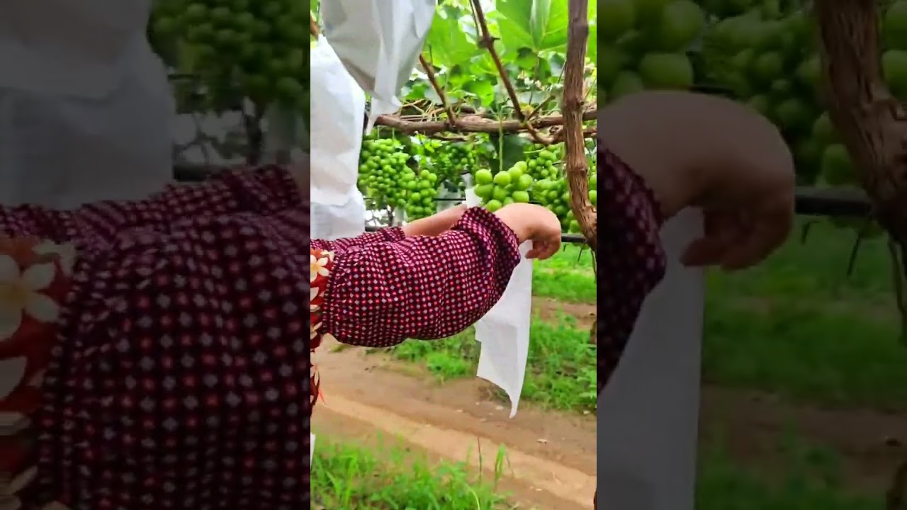 Grape fruit protection bag 