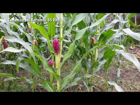 Video: Jagung Di Ujung Kaki - Bagaimana Cara Menyingkirkannya? Bagaimana Cara Merawatnya?