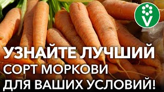 КАКАЯ ПОЧВА, ТАКАЯ И МОРКОВЬ! Выбираем ИДЕАЛЬНЫЙ СОРТ МОРКОВИ для своего участка