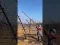 cherry tree spraying for health fruit #satisfying #pruning #garden #shortvideo
