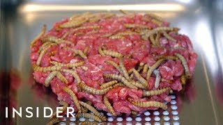 London’s First Insect Farm Wants People To Eat Worms