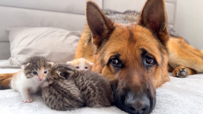 German Shepherd Protects the Sleep of the Baby Kittens - YouTube