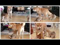 Best of: Daddo do Amgery Ep1 / Shiba Inu puppies