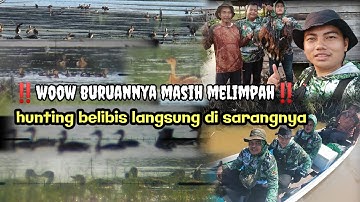 WOW‼️SPOTNYA BIKIN ENGGA MAU PULANG‼️BURUANNYA MASIH MELIMPAH‼️BERBURU BELIBIS LANGSUNG DI SARANGNYA