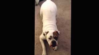 Dog Tells You Who Is Going To Advance To Superbowl Go Seahawks