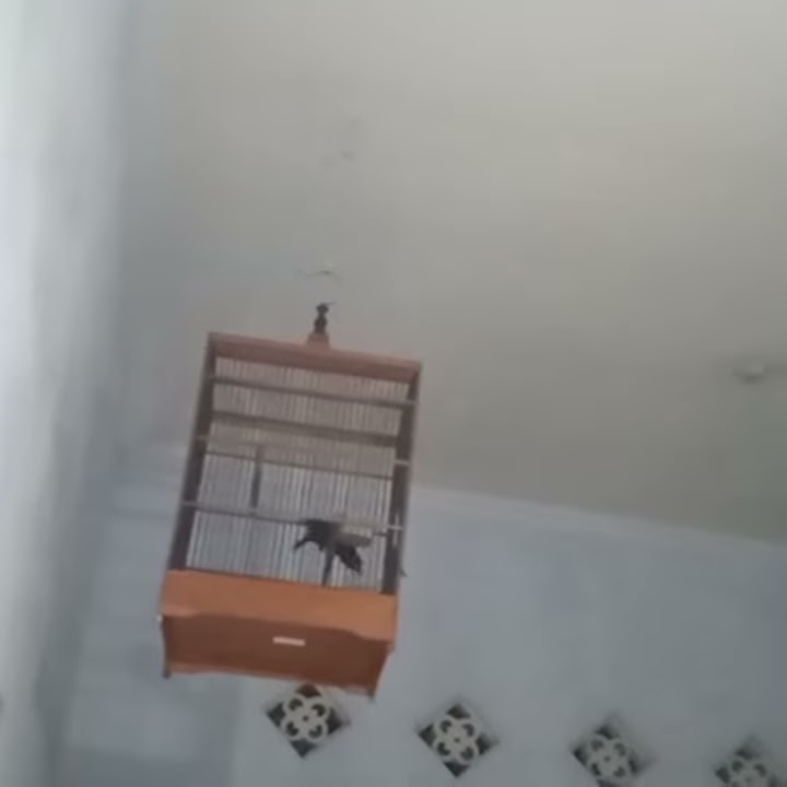Awar awar suara kucing