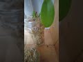 バニラの挿し木も順調ですね・・・嬉しいです。 #shorts