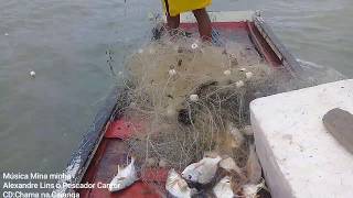 Mamutes Defendendo A Lambaca Na Pesca De Tainha